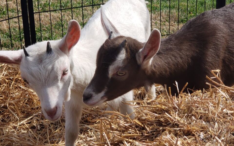 Why Do Families Keep Driving Back to This Tennessee Goat Farm Just to Bottle-Feed the Babies?