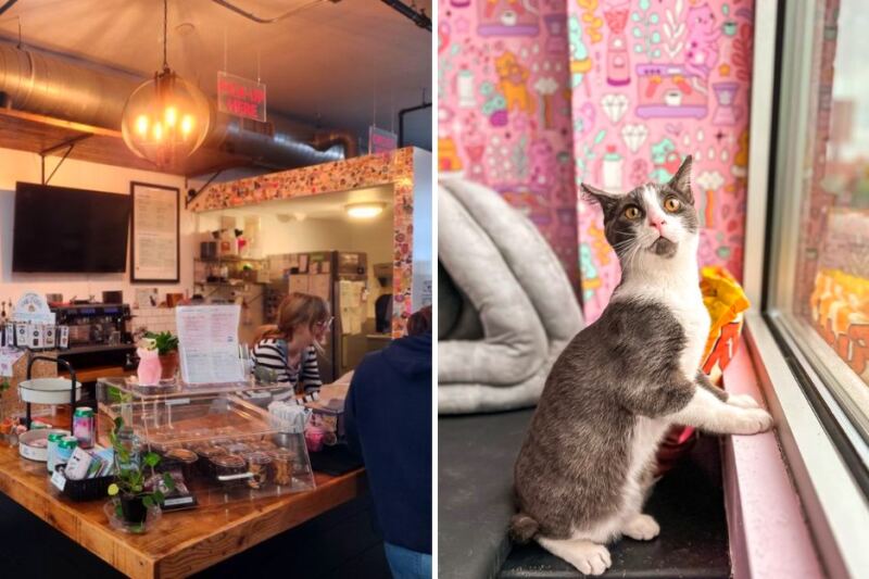 Warning: You Might Leave This Michigan Café With More Than Just Coffee