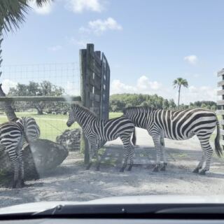 Drive Through a Wildlife Safari and Take an Airboat Tour at Wild Florida in Kenansville