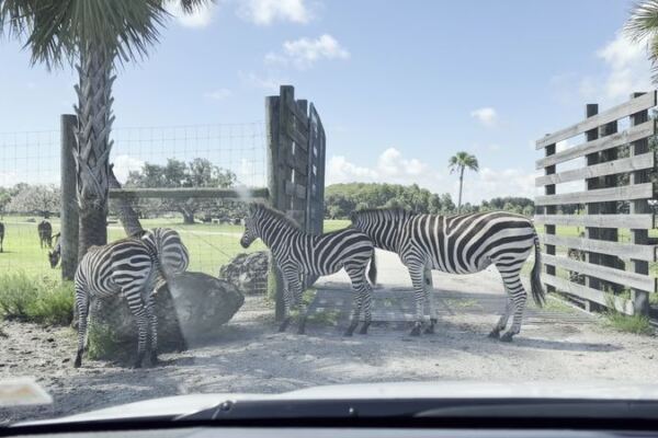 Drive Through a Wildlife Safari and Take an Airboat Tour at Wild Florida in Kenansville