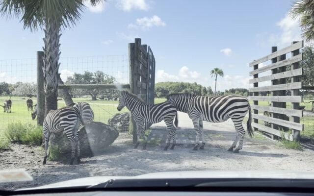 Drive Through a Wildlife Safari and Take an Airboat Tour at Wild Florida in Kenansville