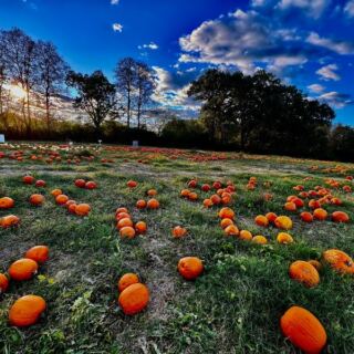 Pumpkins Stacked Taller Than Your Kids Fill This Giant Tennessee Patch With a Corn Maze