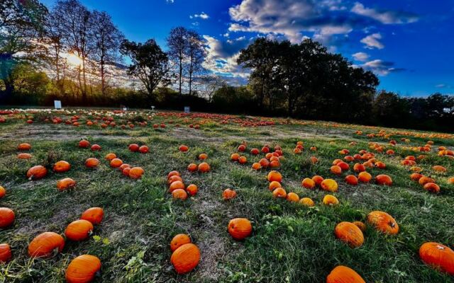 Pumpkins Stacked Taller Than Your Kids Fill This Giant Tennessee Patch With a Corn Maze