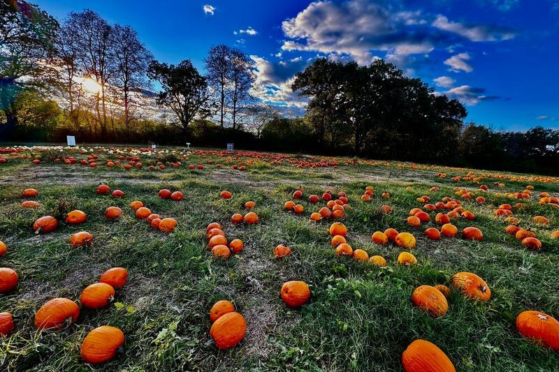 Pumpkins Stacked Taller Than Your Kids Fill This Giant Tennessee Patch With a Corn Maze