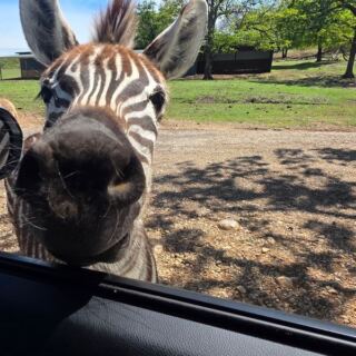 Feed Gentle Giraffes and Spot Zebras From Your Car at This Oklahoma Drive-Through Safari Near Lindsay