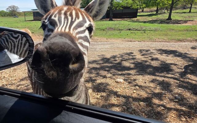 Feed Gentle Giraffes and Spot Zebras From Your Car at This Oklahoma Drive-Through Safari Near Lindsay