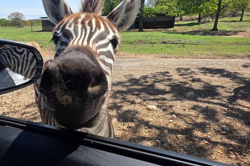 Feed Gentle Giraffes and Spot Zebras From Your Car at This Oklahoma Drive-Through Safari Near Lindsay