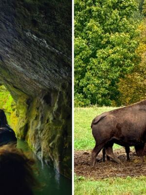 Explore a Pennsylvania Cave by Boat, Then See Wolves and Bison