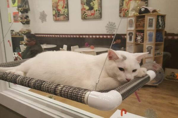 Ready to adopt? Catsbury Park in New Jersey offers cat-lounge meet-and-greets