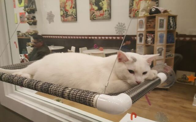 Ready to adopt? Catsbury Park in New Jersey offers cat-lounge meet-and-greets