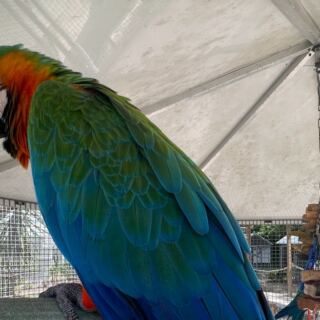 Hundreds of Rainbow Birds Land Right on Your Hand at This Central Florida Sanctuary