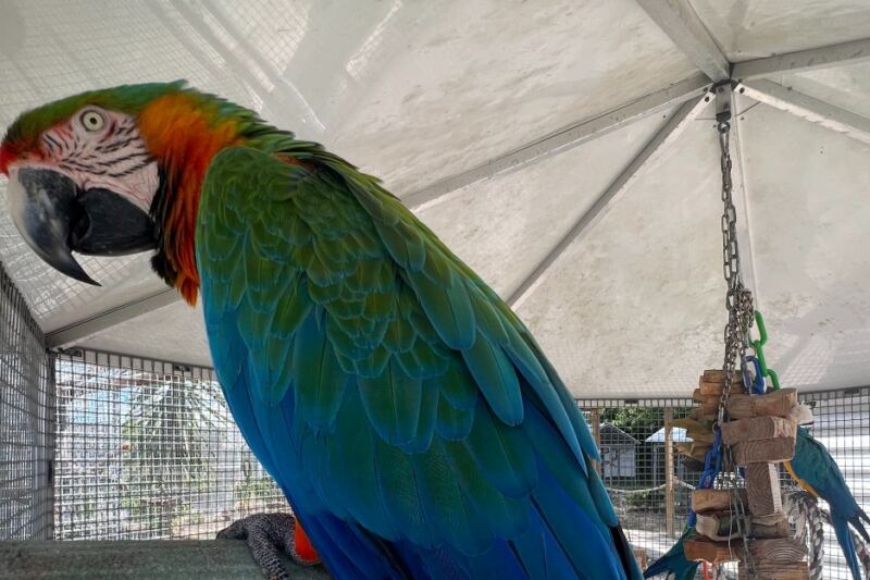 Hundreds of Rainbow Birds Land Right on Your Hand at This Central Florida Sanctuary
