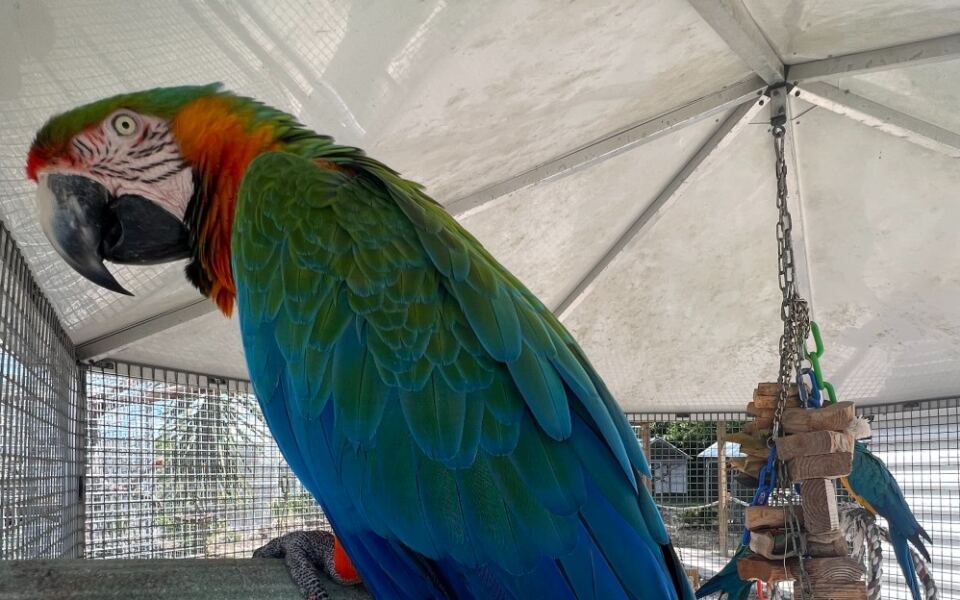 Hundreds of Rainbow Birds Land Right on Your Hand at This Central Florida Sanctuary