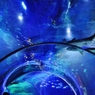 Sharks Swim Right Over Your Head in North Carolina’s Only Underwater Aquarium Tunnel
