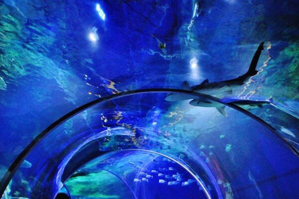 Sharks Swim Right Over Your Head in North Carolina’s Only Underwater Aquarium Tunnel