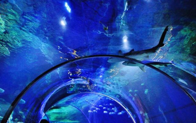Sharks Swim Right Over Your Head in North Carolina’s Only Underwater Aquarium Tunnel