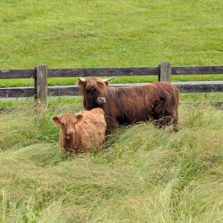 Highland Cow Calves Steal the Show When You Visit This Tennessee Farm for Feeding Time