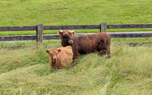Highland Cow Calves Steal the Show When You Visit This Tennessee Farm for Feeding Time