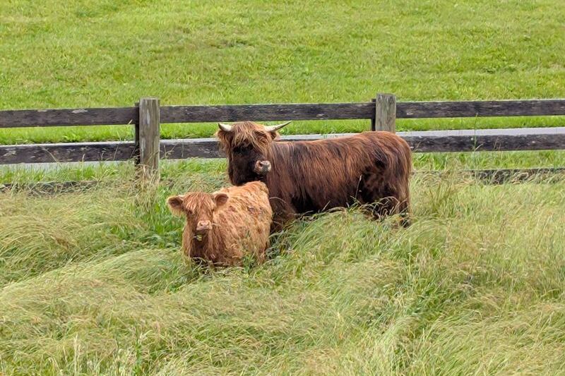 Highland Cow Calves Steal the Show When You Visit This Tennessee Farm for Feeding Time