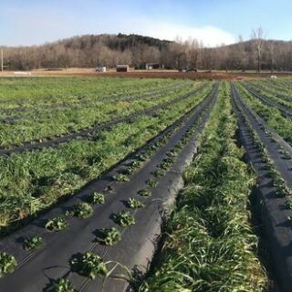 Plan Your Spring Drive Around These 7 Oklahoma U-Pick Farms for Berries