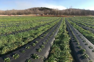 Plan Your Spring Drive Around These 7 Oklahoma U-Pick Farms for Berries