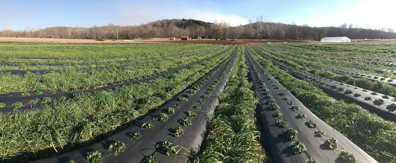Plan Your Spring Drive Around These 7 Oklahoma U-Pick Farms for Berries
