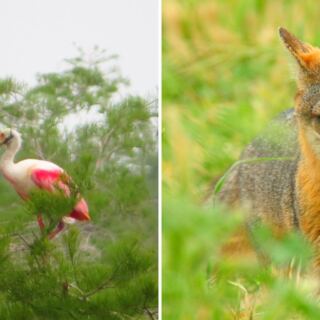 These 15 States Are Home to Some of America’s Strangest Animals
