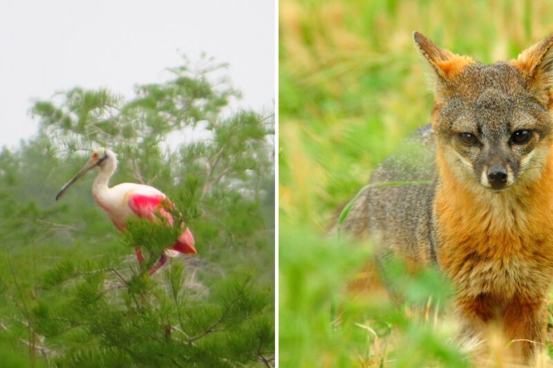 These 15 States Are Home to Some of America’s Strangest Animals