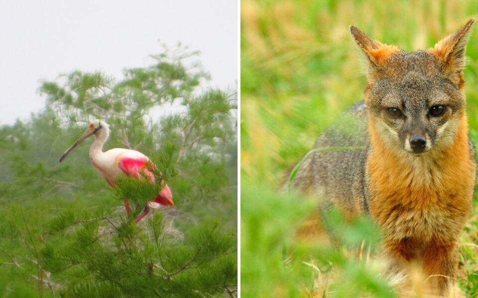 These 15 States Are Home to Some of America’s Strangest Animals
