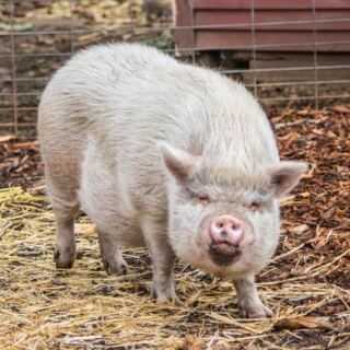 This Oregon Farm Sanctuary Lets You Spend a Morning With Rescued Cows, Pigs, and Goats