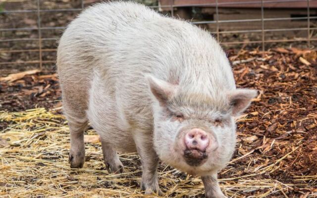This Oregon Farm Sanctuary Lets You Spend a Morning With Rescued Cows, Pigs, and Goats