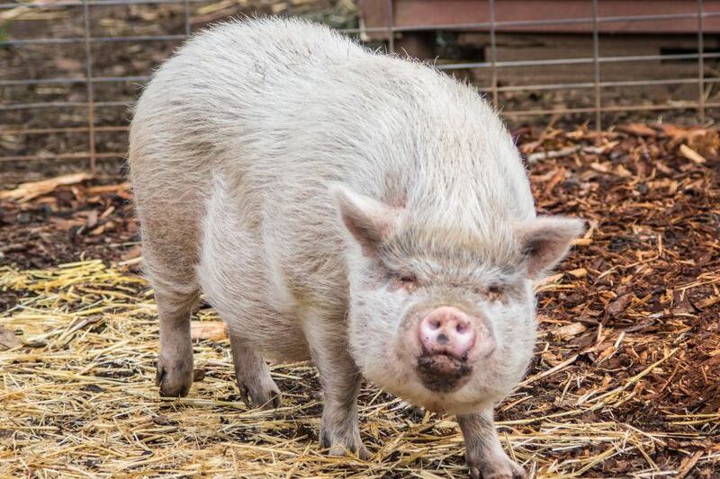 This Oregon Farm Sanctuary Lets You Spend a Morning With Rescued Cows, Pigs, and Goats