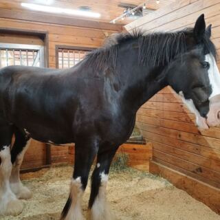 Stand Face to Face With Gentle Giant Clydesdales for Free at This Barn Near Yukon, Oklahoma