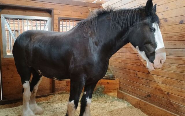 Stand Face to Face With Gentle Giant Clydesdales for Free at This Barn Near Yukon, Oklahoma