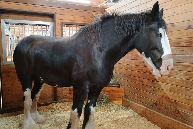 Stand Face to Face With Gentle Giant Clydesdales for Free at This Barn Near Yukon, Oklahoma