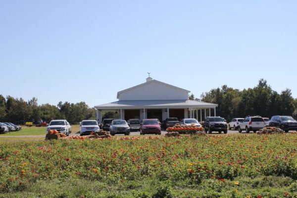 This North Carolina Sunflower Farm Turns Fall Into a Maze of Golden Blooms and Pumpkin Photo Spots