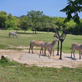 Keep Your Admission Money for Lunch at New Jersey’s Cape May County Zoo