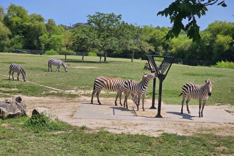 Keep Your Admission Money for Lunch at New Jersey’s Cape May County Zoo