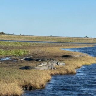 Gators, Eagles and River Cows: The Old Florida Airboat Stop in Christmas Worth the Detour
