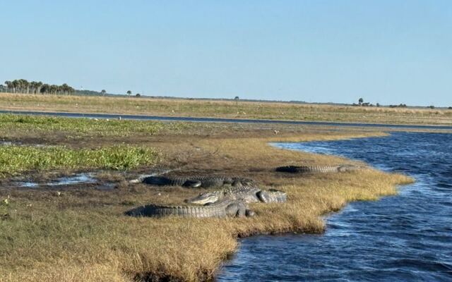 Gators, Eagles and River Cows: The Old Florida Airboat Stop in Christmas Worth the Detour