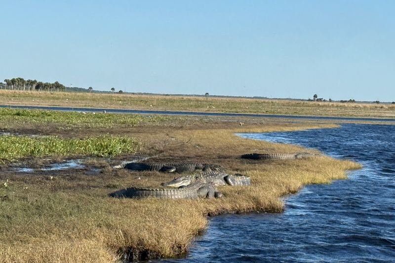 Gators, Eagles and River Cows: The Old Florida Airboat Stop in Christmas Worth the Detour