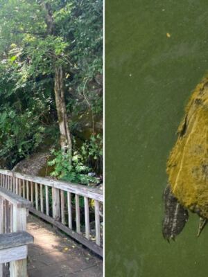 This Tennessee Nature Center Lets Kids Hold Snakes, Feed Turtles, and Hike Trails All in One Afternoon