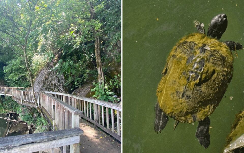 This Tennessee Nature Center Lets Kids Hold Snakes, Feed Turtles, and Hike Trails All in One Afternoon