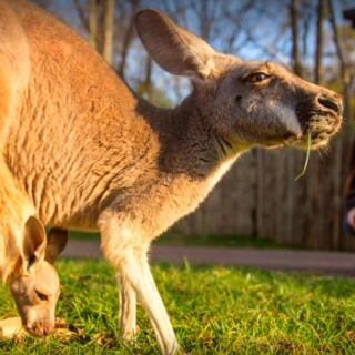 15 Places in America Where You Can Spend the Night Near Wild Animals