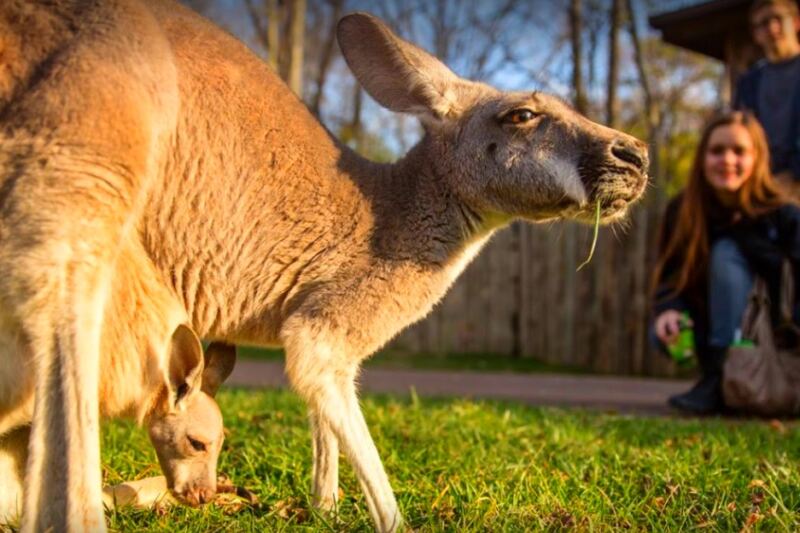 15 Places in America Where You Can Spend the Night Near Wild Animals