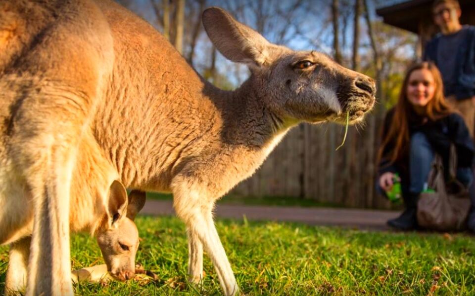 15 Places in America Where You Can Spend the Night Near Wild Animals