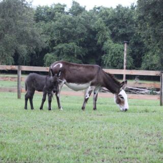 Miniature Horses Nuzzle Right Up to the Fence at This Tiny Ocala Farm in Florida