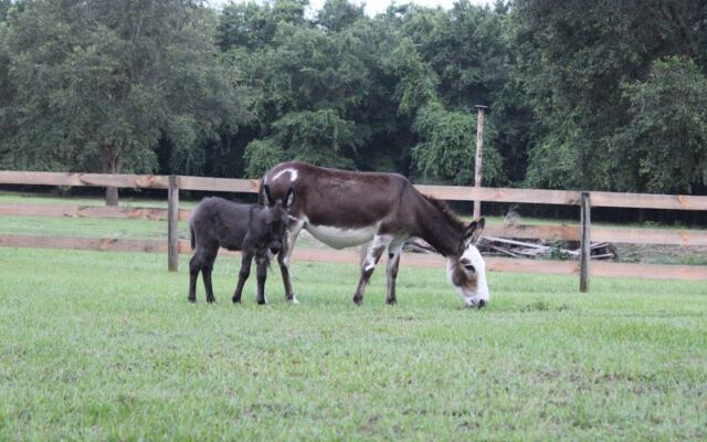 Miniature Horses Nuzzle Right Up to the Fence at This Tiny Ocala Farm in Florida