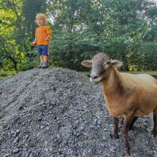 Rescued Animals Get a Second Chance at Piccolo Farms Animal Sanctuary in Whites Creek, Tennessee