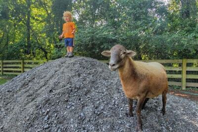 Rescued Animals Get a Second Chance at Piccolo Farms Animal Sanctuary in Whites Creek, Tennessee